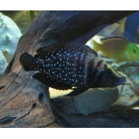 Altolamprologus Calvus Black Pearl 4-5cm